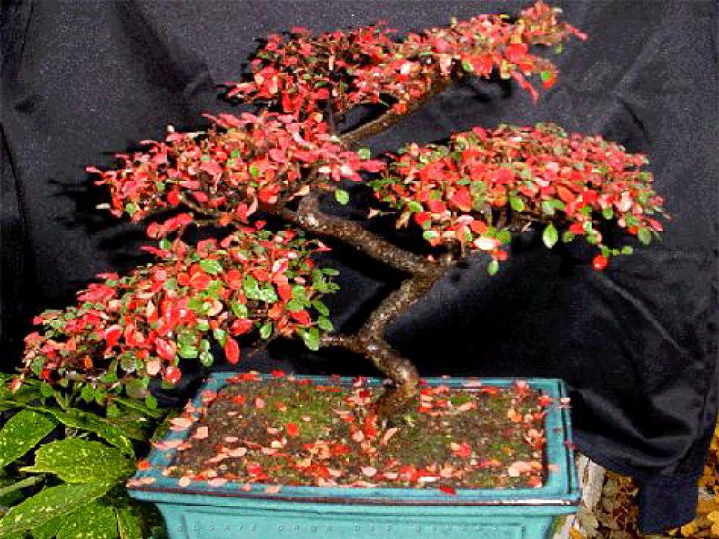 149 BONZAI A MAULEVRIER 2016_000032.jpg
